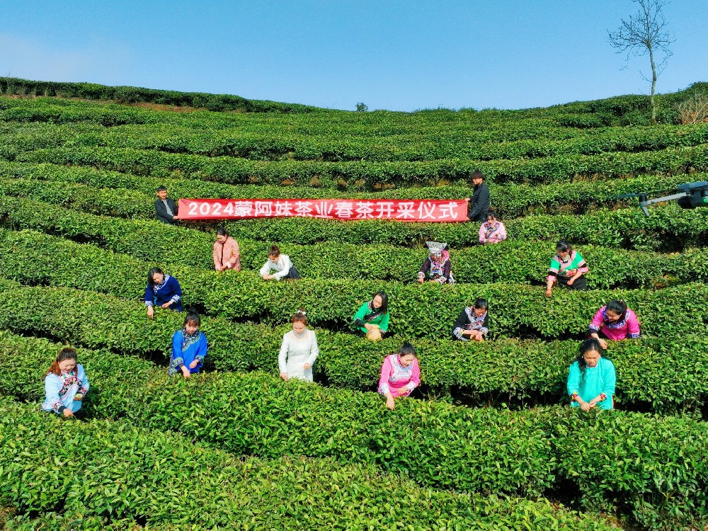 都勻團山村：春茶采制忙-蒙阿妹茶園明前茶開采