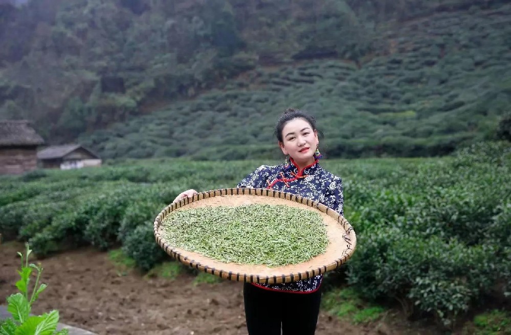 獨(dú)山詩(shī)人莫朝縣：蒙阿妹的毛尖茶園（組詩(shī)）