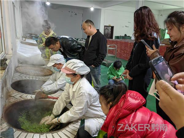 都勻：春來(lái)葉綠，茶香滿城