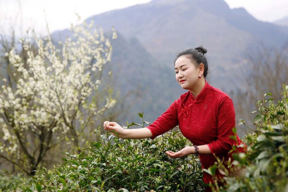 茶香春意濃 都勻毛尖開采了